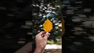 Try this Creative Photography with your phone 💡📱 Easy Trick youtubeshorts photography [upl. by Krueger]