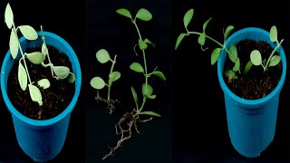 How to propagation Dischidia nummularia String of nickels plant from cutting [upl. by Annaor]