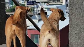 Dogs playing on rooftop [upl. by Hedberg]