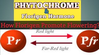 PHYTOCHROME And Florigen Harmone  Box Point [upl. by Zipporah]