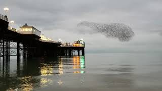 Brighton flock Mesmerising starling murmuration at seaside pier [upl. by Eelloh]