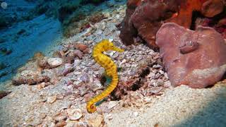 Discover Fascinating Seahorse Species Secrets of the Oceans Mystical Creatures [upl. by Akirret]