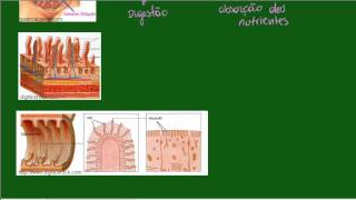 Sistema Digestório  Intestino Delgado  Identificação e Absorção [upl. by Rosabelle]