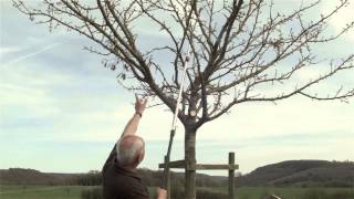 Obstbaum richtig schneiden  Obstbaumschnitt Pflegeschnitt 10 bis 15jähriger Baum [upl. by Yrruc114]