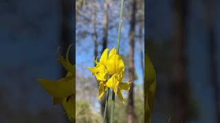 Spanish Broom Spartium Moment of peace mindfulness meditation bliss joy [upl. by Steck818]