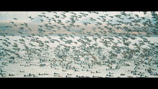 Waterfowling Manitobas Prairie Potholes  Birdtail Waterfowl [upl. by Nortyad]