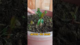 Propagation of Cordyline Plant from Cuttings 40 Days Growth update propagation cordyline [upl. by Bowden]