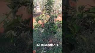 Impressionante roça vidanaroça rotinadeumamulherdocampo farturanaroça plantas diaadiadamul [upl. by Alemap]