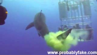 Great White Shark Poops [upl. by Ocer]