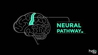 The Neuroscience of Learning [upl. by Aneba]