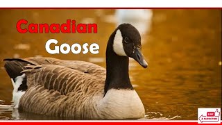 Canadian Goose canadiangoose Canada nature [upl. by Estas]