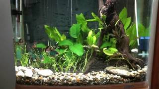 Tiger Barb and Kuhli Loach Tank  Week 1 [upl. by Enihpets]