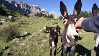 Cows donkeys and bulls Our fishing partners in the Pyrenees Mountains [upl. by Balough]