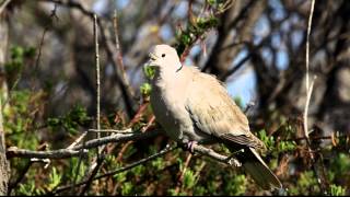 Collared Dove at Ghadira Nature Reserve Malta [upl. by Lanae291]