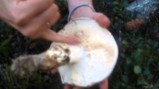 How to find Matsutake Pine mushrooms in BC Forests [upl. by Anua712]