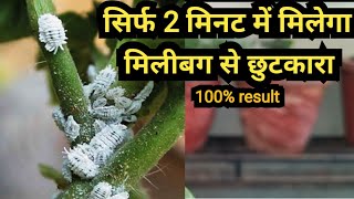 Remove mealybugs easily  मिलीबग खत्म करने का आसान तरीका  save your plant from mealybugs easily [upl. by Eadwina830]