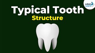 Structure of a Typical Tooth  Dont Memorise [upl. by Munt]