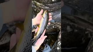 Brown Trout🎣👍👍 troutfishing scottishhighlands scotland [upl. by Lanette816]