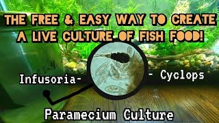 The Free amp Easy Trick To Raise More Fry Faster How to Grow Live Cultures of Paramecium amp Infusoria [upl. by Ciredor]