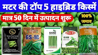 मटर की टॉप 5 हाइब्रिड किस्में  hybrid matar ki kheti  hybrid pea seeds मटर की खेती कब और कैसे करें [upl. by Intosh]