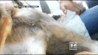 Deer Falls From Overpass Into Familys Car [upl. by Sicular]