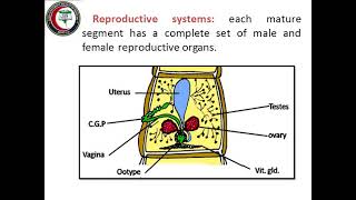 Introduction to cestodes Taenia Hymenolepis Diphyllobothrium Dr Amina Salama [upl. by Aihsenak]