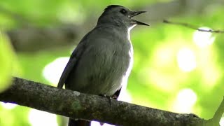 Gray catbird call [upl. by Ladnor907]