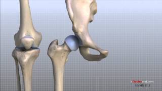 Knee Anatomy Animated Tutorial [upl. by Rehsu]