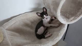 Cat Cornish Rex Dililah so cute [upl. by Raybin955]