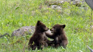 Nature Bear cubs [upl. by Anayeek]