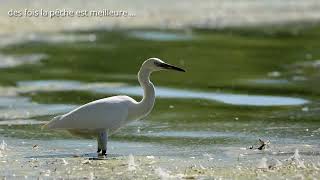 Aigrette Garzette 2024 [upl. by Ymmat]