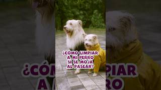 Cómo limpiar a tu perro si se moja al pasearhappycancamp perro perritos estetica [upl. by Pruter84]