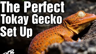 How To Make The PERFECT Tokay Gecko Enclosure In 5 Easy Steps [upl. by Hgiellek]