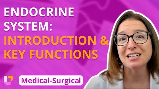 Endocrine Introduction amp Key functions  MedicalSurgical  Endocrine  Level Up RN [upl. by Oriole]