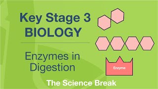 Key Stage 3 Science Biology  Enzymes in Digestion [upl. by Davina539]