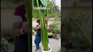 🍀Update সেই মানকচু গাছ মনে আছে❓next update of taro root plant garden youtubeshorts foryoupage [upl. by Bremen971]