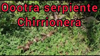 Serpiente chirrionera Shorts [upl. by Esorlatsyrc]