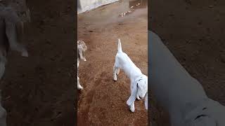 Baby Goat plays 🐐🐐🐐 [upl. by Llewej]