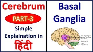 Basal Ganglia Cerebrum Part 3 Structure and Functions  Hindi Bhushan Science [upl. by Aserehc]