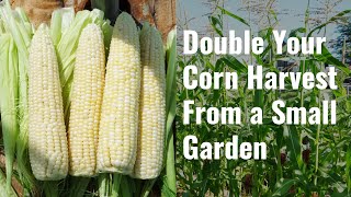 DOUBLE Your Corn Harvest from a Small Garden with this TRICK [upl. by Down]