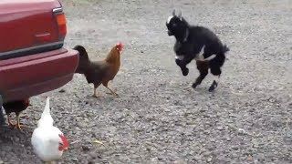 Baby Goat And Chicken Had Stand Off In Farm [upl. by Giacobo]