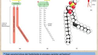 17 Membranas biológicas Audio  La bicaca lipídica [upl. by Britton]