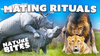 Love in the Wild Animal Mating Rituals  Nature Bites [upl. by Anuat645]