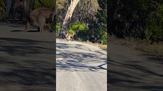 Jump into the marsupium kangaroo jump marsupials [upl. by Radcliffe]