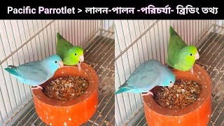 Pacific Parrotlet lifestyle and detailed information [upl. by Nudd472]