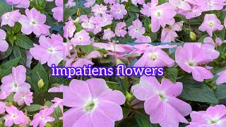 Impatiens A Colorful Addition to Your Garden 🌸🌸🌸 2024 [upl. by Holofernes]