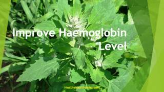 Top 10 Health Benefits of Chenopodium [upl. by Ahseirej]