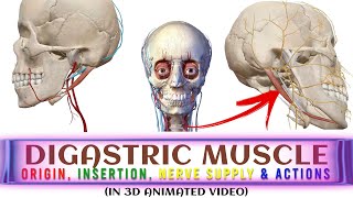 Digastric Muscle in 3D ANIMATION Origin Insertion Actions Nerve Supply  Head amp Neck Anatomy [upl. by Rusel]