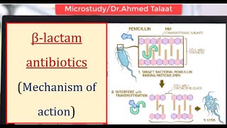 Antibiotics 1 Basics  Mechanism of action of βlactam antibiotics المضادات الحيوية [upl. by Notxarb2]