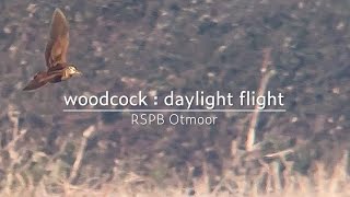 Eurasian woodcock  daylight flight  RSPB Otmoor [upl. by Faro479]